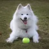 AirDog Squeaker Tennisbold L | KONG