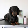 Poterengøring Mousse | Dogman