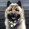 Ollipet Påske Bandana | Cute Chicken | Kenai