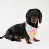 Ollipet Påske Bandana | Happy Easter eggs | Odji