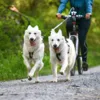Non-Stop Dogwear Freemotion Harness