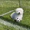 Ollipet natur latex fodbold Medium