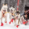 Non-Stop dogwear Long Distance bootie