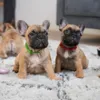 ID Hvalpehalsbånd - justerbar 8 stk | Fransk Bulldog hvalpe på 7 uger