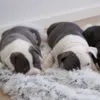 Ollipet Soft Cloud Hundetæppe & American Bully hvalpe på 7 uger