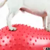Physio Tactile Peanut