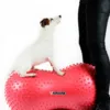 Physio Tactile Peanut