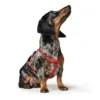 London Vario Rapid Hundesele
