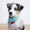 Ollipet Trendy Bandana I Kenai med Green Dots bandana