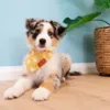 Ollipet Trendy Bandana I Kenai med White Flower bandana