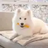 Forkæl din hund med et lækkert Yaki tyggeben