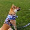 Ollipet City Lux Bandana og Jenna I Blue with Marguerites