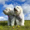 Ollipet City Lux Hundesele | Cute Little Dots