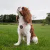 Ollipet Lyserød teddy Sele