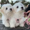 Ollipet Lyserød teddy Sele