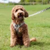 Ollipet City Lux Hundesnor | Camouflage | Leo