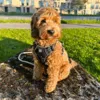 Ollipet Adventure Sele | Denne doodle bruger str. S