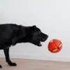 Ollipet Power Frisbee Ball | Den kan transformere sig fra frisbee til bold