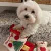 Ollipet Aktivitetsbog | Jul inkluderer din hund i julen