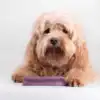 Godt tyggeben til din kære hund