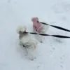 Ollipet Thunder Bay - Coton de Tulear i str: Small-35
