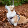 Ollipet Tweed H-sele med god støtte ved brystet og antitræk funktion som passer perfekt til en corgi