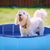 Active Canis Dog Pool er perfekt hundepool til at nedkøle din hund når det er varmt