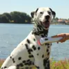 Photizo Vetcare udsender et rødt LED-lys, der styrker din hunds krop