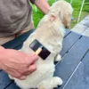 Golden Retriever hvalp børstes med Ollipet Slicker Brush