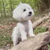 Ollipet Bijou Step-in hundesele | Fløjl og guld detaljer - Str Small