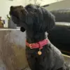Ollipet Luxor hundehalsbånd i Støvet Hindbær