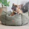 Hundekurven Six Stars i farven Oliven Grøn med hunden Peanut str 60x60 cm