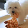 Coton de Tulear hundehvalp på 13 uger med den sødeste lille giraf bamse.