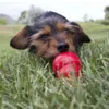 Fyld din KONG med Easy Treat og læg den i fryseren – for en ekstra lang og sjov udfordring til din hund