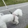 Ollipet for Wagging Tails hundesnor og hundesele ses her i flot khaki farve. Sally er en Coton de Tulear og bruger str S