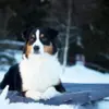 Bia Bed outdoor madras til hunde