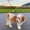 Curli "Hold Afstand" mærke til hundesnor