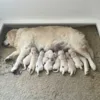 Golden Retriever hvalpekuld ID mærket med bivoksfarver