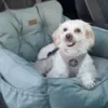 Ollipet comfort autosæde