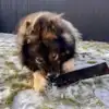 Eurasier som nyder en XL Oksestrimmel