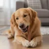 Hund nyder en Dogman Dental Stick – en smagfuld snack med tandrensende effekt