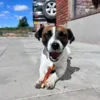 Jack Russel nyder en Faunakram Stick