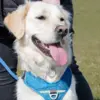Anibio Tic-Clip mod lopper og tæger | Milo Golden Retriever