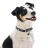 My Family | Hundetegn Jack Russell