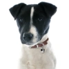 My Family | Hundetegn Jack Russell