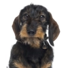 My Family | Hundetegn Ruhåret gravhund