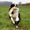 KONG Scrunch Knots dyr | Ræv