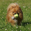 Kong mini tennisbold med squeaker2