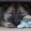 Dejlig blød bamse som din hvalp kan lege og putte med