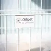 Ollipet hvalpegård | Hvid